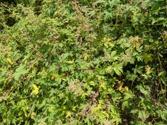 Humulus scandens