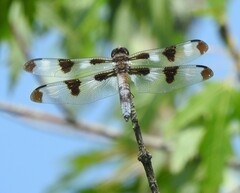 Libellula pulchella