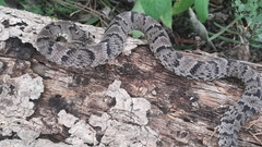 Xenodon rabdocephalus