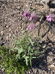 Palafoxia sphacelata