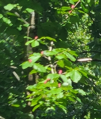 Magnolia