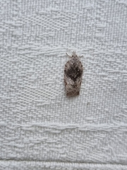 Isotenes miserana