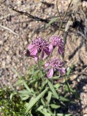 Palafoxia sphacelata