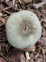 Russula parvovirescens