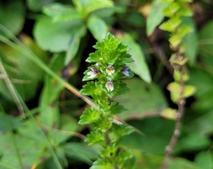 Euphrasia randii