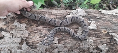 Xenodon rabdocephalus