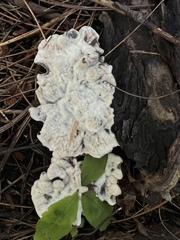 Laetiporus sulphureus