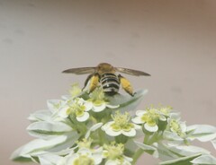 Melissodes comptoides