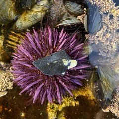 Strongylocentrotus purpuratus