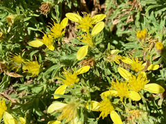 Ericameria suffruticosa