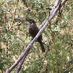 Caligavis chrysops