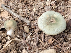Russula parvovirescens