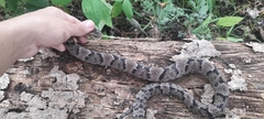 Xenodon rabdocephalus