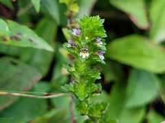 Euphrasia randii