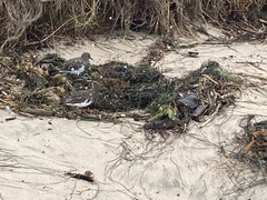 Arenaria melanocephala