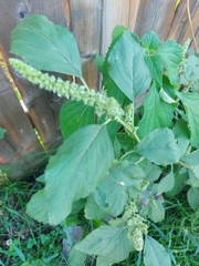 Amaranthus viridis