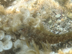 Parablennius pilicornis