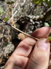 Quercus berberidifolia