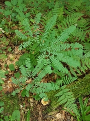Adiantum pedatum