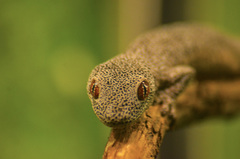 Strophurus taenicauda