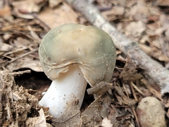 Russula parvovirescens