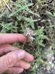 Monardella odoratissima