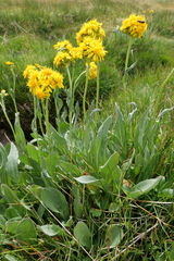 Senecio scorzonella