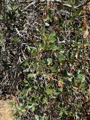Quercus berberidifolia