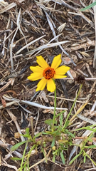 Thelesperma filifolium