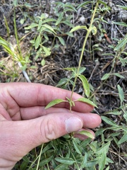 Monardella odoratissima