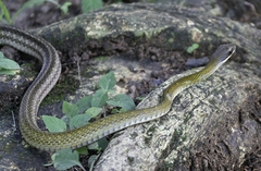 Dendrophidion percarinatum