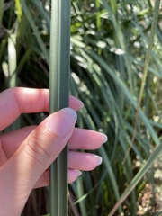 Cortaderia jubata