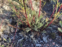 Artemisia campestris