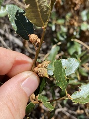Quercus berberidifolia