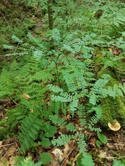 Adiantum pedatum