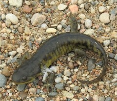 Ambystoma mavortium