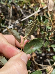Quercus berberidifolia