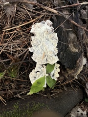 Laetiporus sulphureus