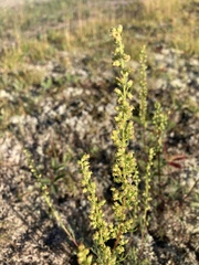 Artemisia campestris