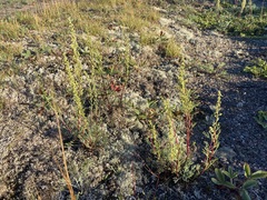 Artemisia campestris