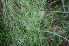 Equisetum