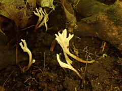 Ramariopsis minutula