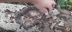 Xenodon rabdocephalus