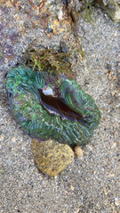 Anemonia viridis