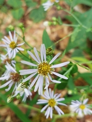 Symphyotrichum prenanthoides