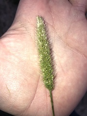 Setaria viridis viridis