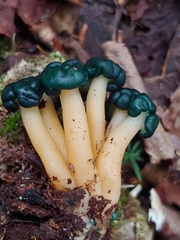 Leotia viscosa