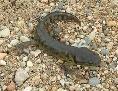 Ambystoma mavortium