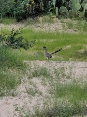 Geococcyx californianus
