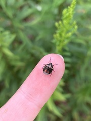 Cosmopepla lintneriana